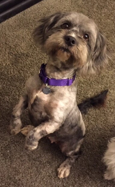 Spicy-ADOPTED-8.3.15