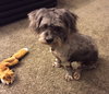 Spicy-ADOPTED-8.3.15