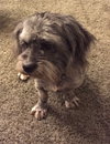Spicy-ADOPTED-8.3.15