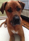 Mittag - ADOPTED 08.17.15