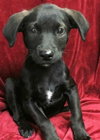 Rogue - ADOPTED 08.13.15