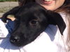 Rogue - ADOPTED 08.13.15