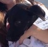 Rogue - ADOPTED 08.13.15