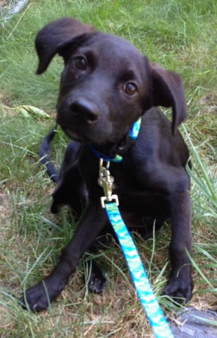 Rogue - ADOPTED 08.13.15