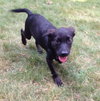 Rogue - ADOPTED 08.13.15