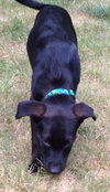 Rogue - ADOPTED 08.13.15
