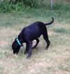 Rogue - ADOPTED 08.13.15