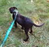 Rogue - ADOPTED 08.13.15