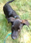 Rogue - ADOPTED 08.13.15