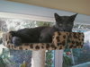 Dusty - ADOPTED 10.10.15