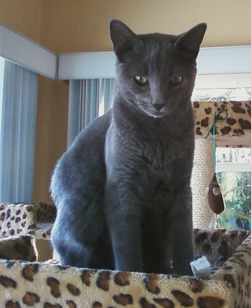 Dusty - ADOPTED 10.10.15