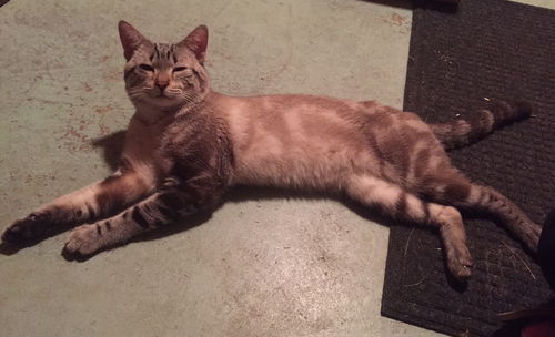 Zeus - ADOPTED 08.29.15