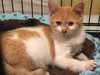 Prince Harry - ADOPTED 08.14.15