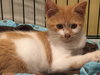 Prince Harry - ADOPTED 08.14.15