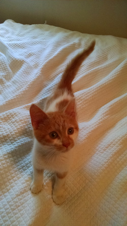 Prince Harry - ADOPTED 08.14.15