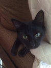 Selene - ADOPTED 01.14.16