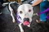 River - ADOPTED 02.05.18