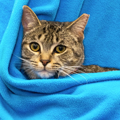 Tommy - ADOPTED 01.22.16