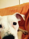 Starry - ADOPTED-9.26.15