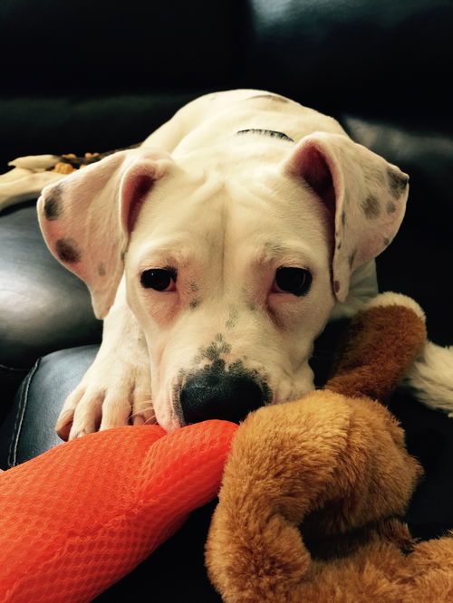 Starry - ADOPTED-9.26.15
