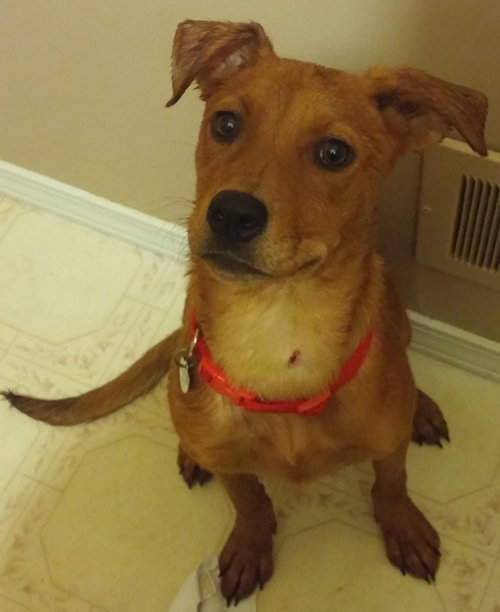 Porsche - ADOPTED 08.21.15