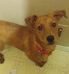 Porsche - ADOPTED 08.21.15