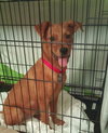 Porsche - ADOPTED 08.21.15