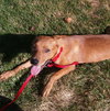 Porsche - ADOPTED 08.21.15
