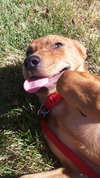 Porsche - ADOPTED 08.21.15