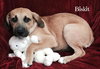 Ko Litter Biskit - ADOPTED 09.05.15
