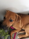 Ko Litter Biskit - ADOPTED 09.05.15