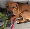 Ko Litter Biskit - ADOPTED 09.05.15