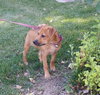 Ko Litter Biskit - ADOPTED 09.05.15
