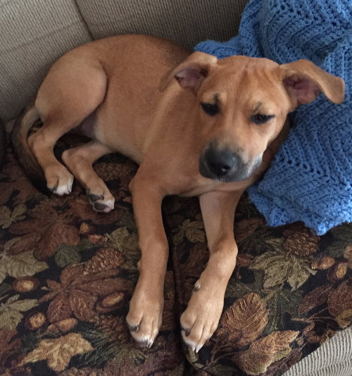 Ko Litter Biskit - ADOPTED 09.05.15