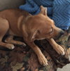 Ko Litter Biskit - ADOPTED 09.05.15