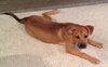 Ko Litter Biskit - ADOPTED 09.05.15