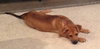 Ko Litter Biskit - ADOPTED 09.05.15
