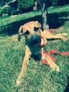 Ko Litter Nilla - ADOPTED 09.07.15