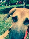 Ko Litter Nilla - ADOPTED 09.07.15