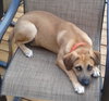 Ko Litter Nilla - ADOPTED 09.07.15
