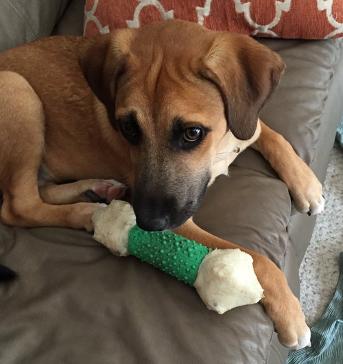 Ko Litter Nilla - ADOPTED 09.07.15