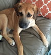 Ko Litter Nilla - ADOPTED 09.07.15