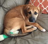 Ko Litter Nilla - ADOPTED 09.07.15
