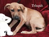 Ko Litter - Triskit - ADOPTED-11.27.15