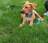 Ko Litter - Triskit - ADOPTED-11.27.15