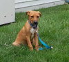 Ko Litter - Triskit - ADOPTED-11.27.15