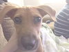 Ko Litter - Triskit - ADOPTED-11.27.15