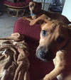 Ko Litter - Triskit - ADOPTED-11.27.15