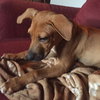 Ko Litter - Triskit - ADOPTED-11.27.15