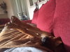 Ko Litter - Triskit - ADOPTED-11.27.15